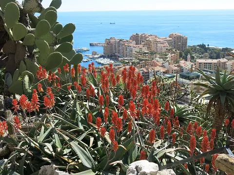 Jardin exotique